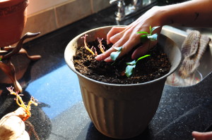 Sweet Potato Vine 3